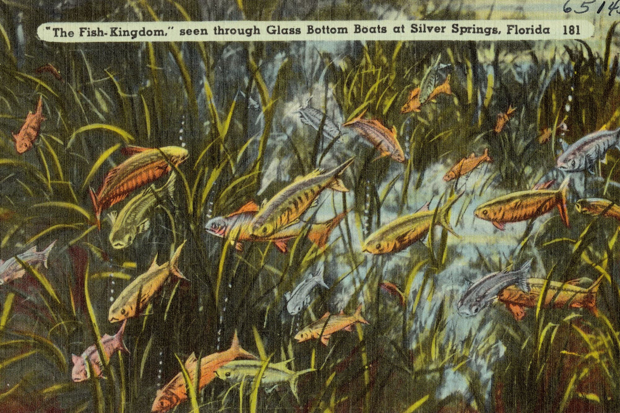 A tinted postcard of fish swimming above the limestone floor of Silver Springs, seen through a glass bottom boat.