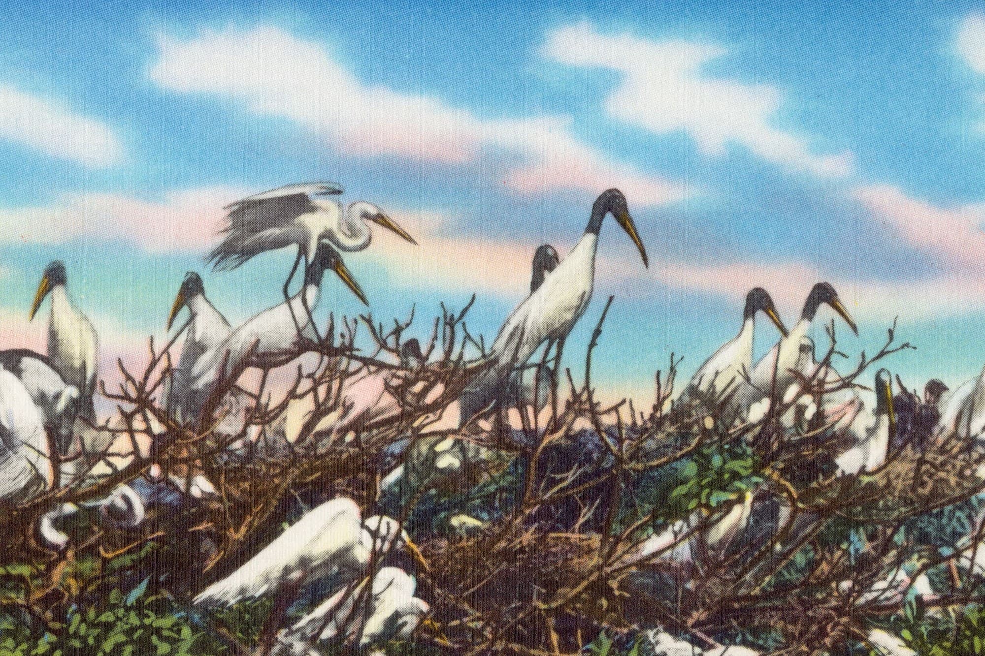 A tinted linen postcard of wood storks and egrets roosting in a rookery under a pink and blue sky.