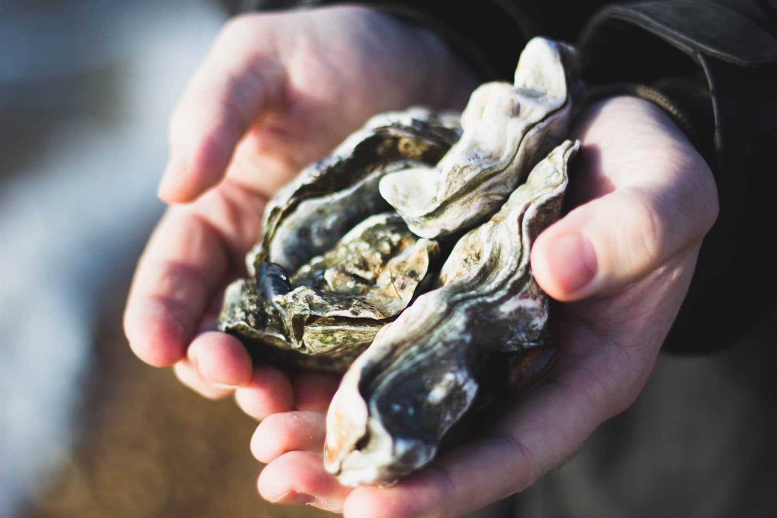 Apalachicola's Oyster Reefs, Slowly Returning
