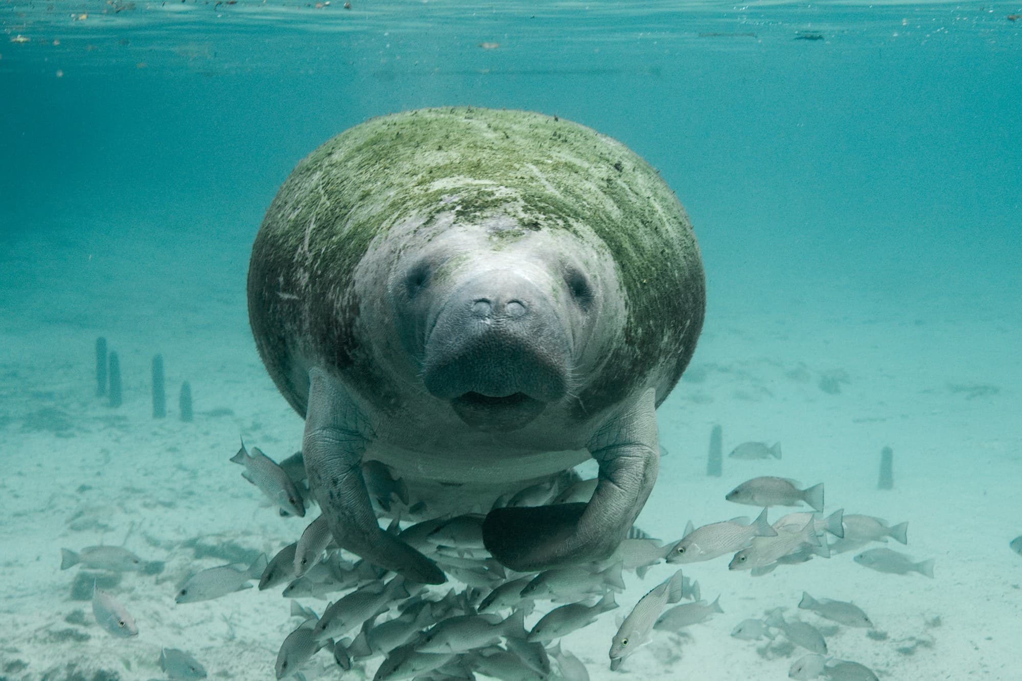 A Florida manatee faces the camera underwater in a clear spring, with a school of fish below it.