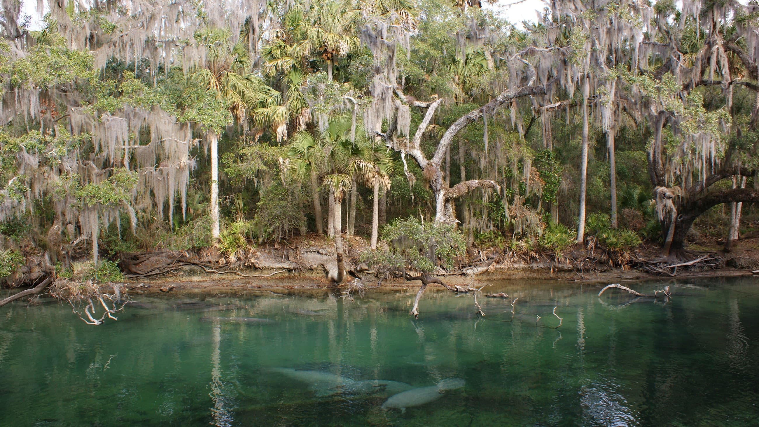 Blue Spring in January