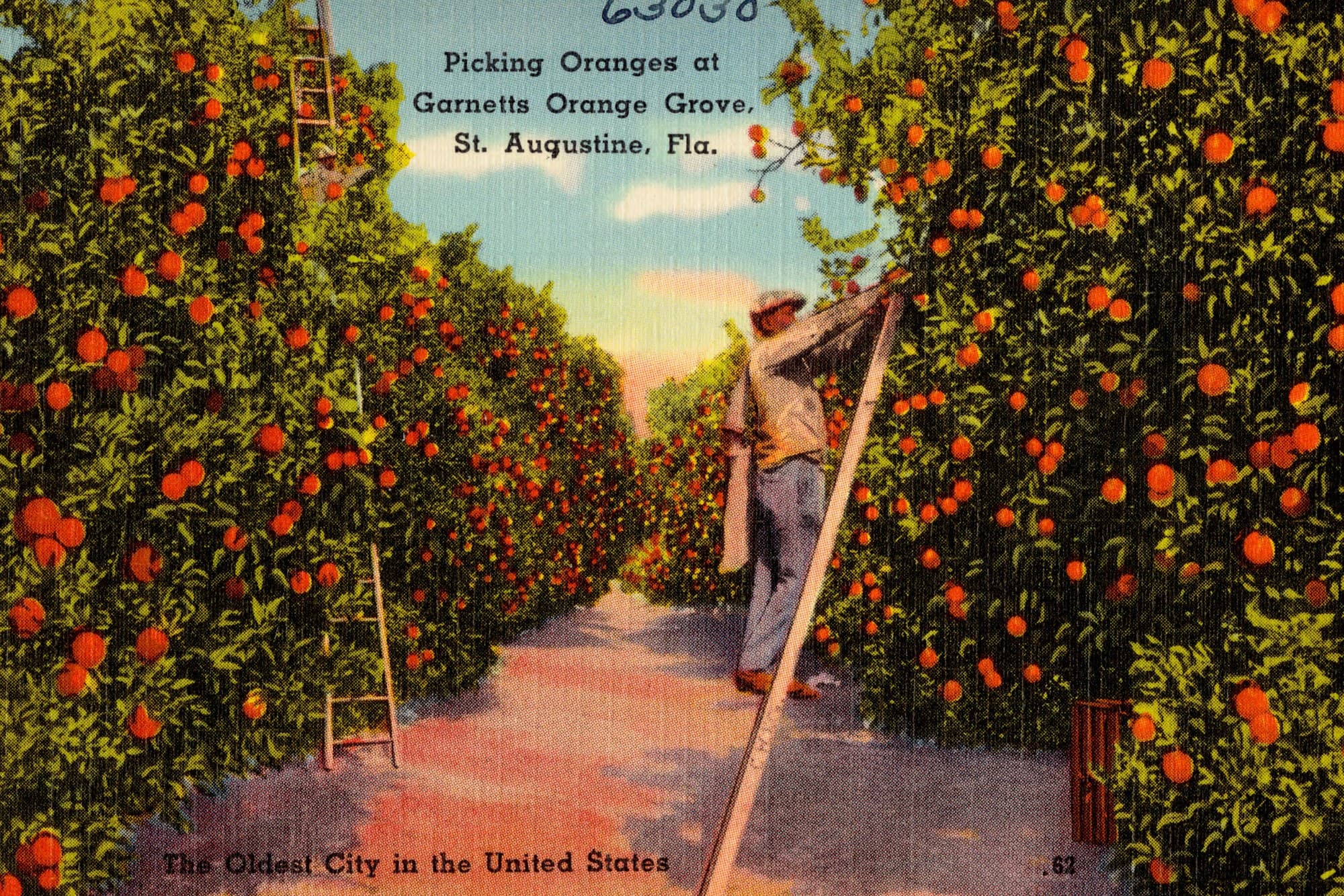 A tinted postcard of a picker on a ladder in an orange grove at St. Augustine, with the caption Picking Oranges at Garnetts Orange Grove.