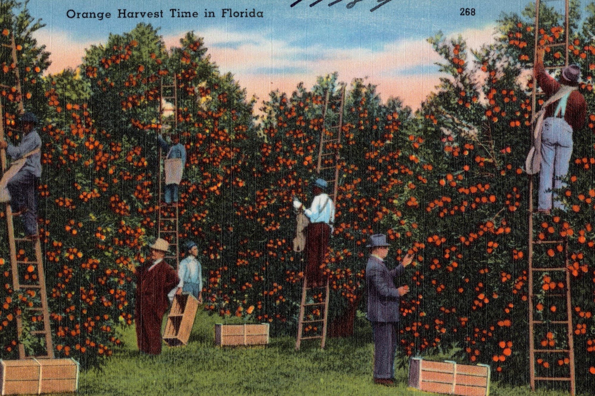 A tinted postcard of pickers on ladders in a heavy orange grove, with field boxes on the ground, captioned Orange Harvest Time in Florida.