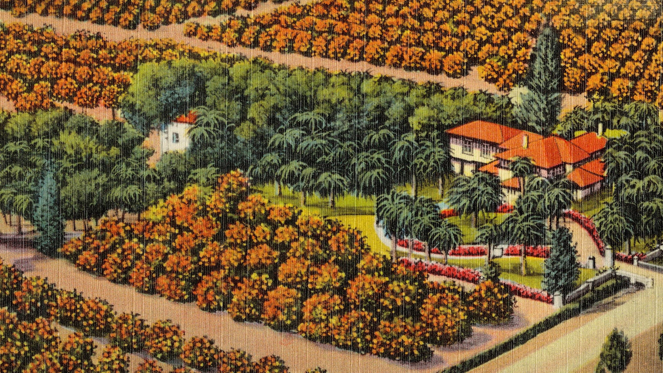 The State of the Orange