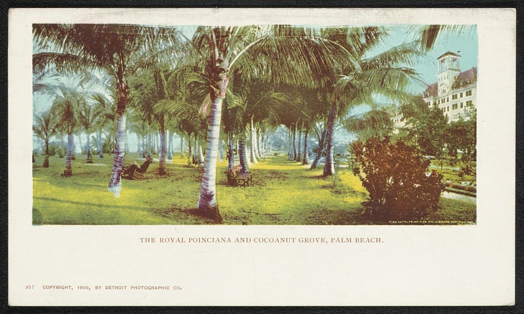 The Royal Poinciana through the coconut palms in a Detroit Photographic color print of about 1900: six stories of yellow with white trim